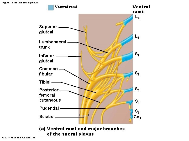 Figure 13. 38 a The sacral plexus. Ventral rami Superior gluteal Ventral rami: L