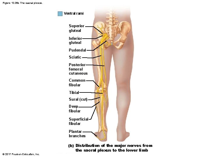 Figure 13. 38 b The sacral plexus. Ventral rami Superior gluteal Inferior gluteal Pudendal