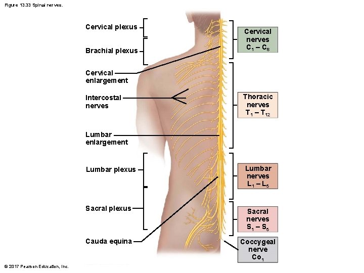 Figure 13. 33 Spinal nerves. Cervical plexus Brachial plexus Cervical nerves C 1 –