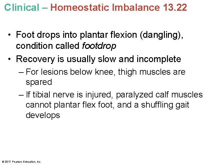 Clinical – Homeostatic Imbalance 13. 22 • Foot drops into plantar flexion (dangling), condition
