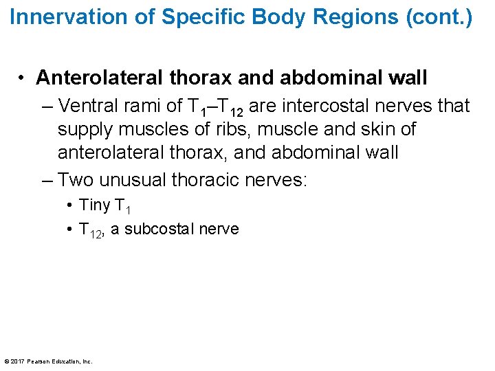 Innervation of Specific Body Regions (cont. ) • Anterolateral thorax and abdominal wall –
