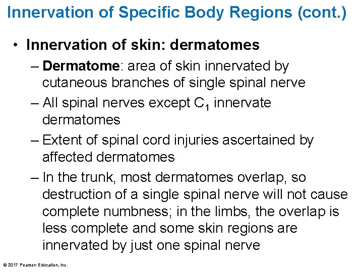 Innervation of Specific Body Regions (cont. ) • Innervation of skin: dermatomes – Dermatome: