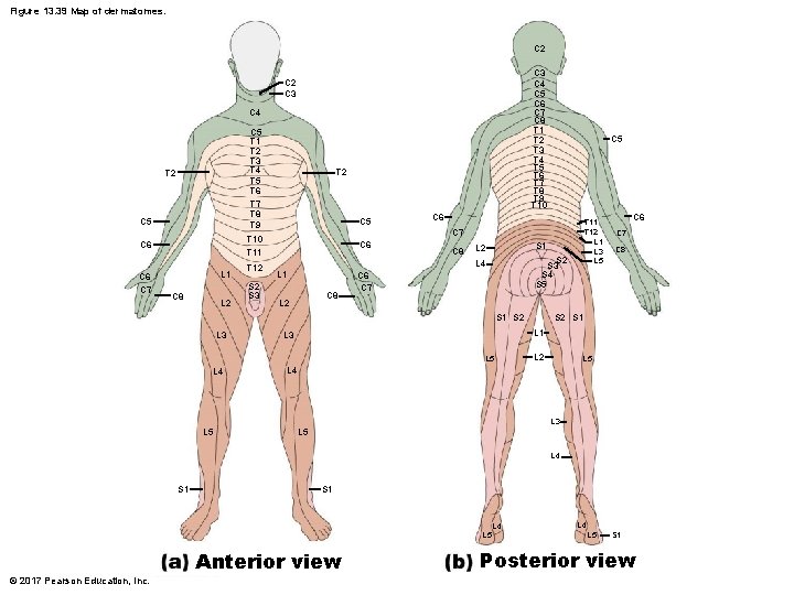 Figure 13. 39 Map of dermatomes. C 2 C 3 C 4 C 5