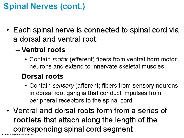 Spinal Nerves (cont. ) • Each spinal nerve is connected to spinal cord via