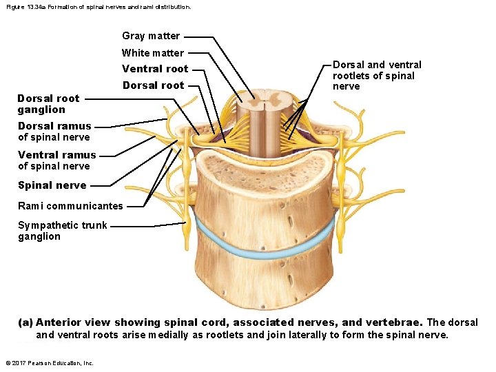 Figure 13. 34 a Formation of spinal nerves and rami distribution. Gray matter White