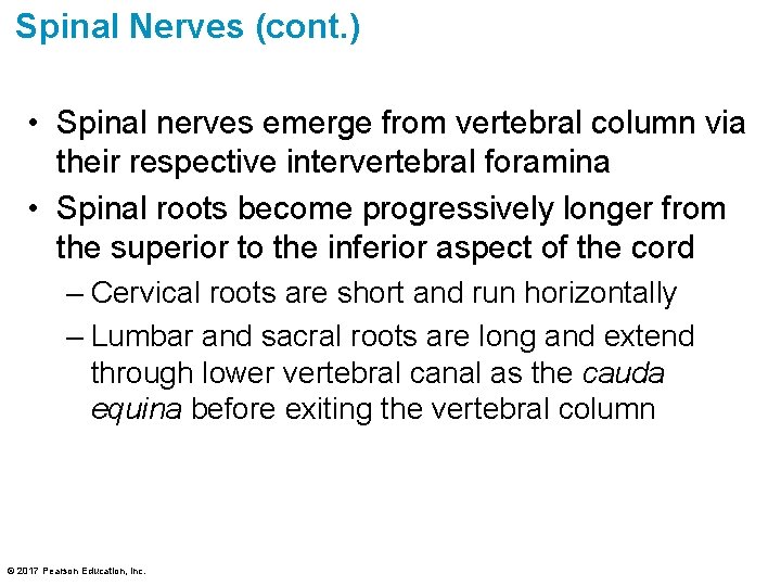 Spinal Nerves (cont. ) • Spinal nerves emerge from vertebral column via their respective