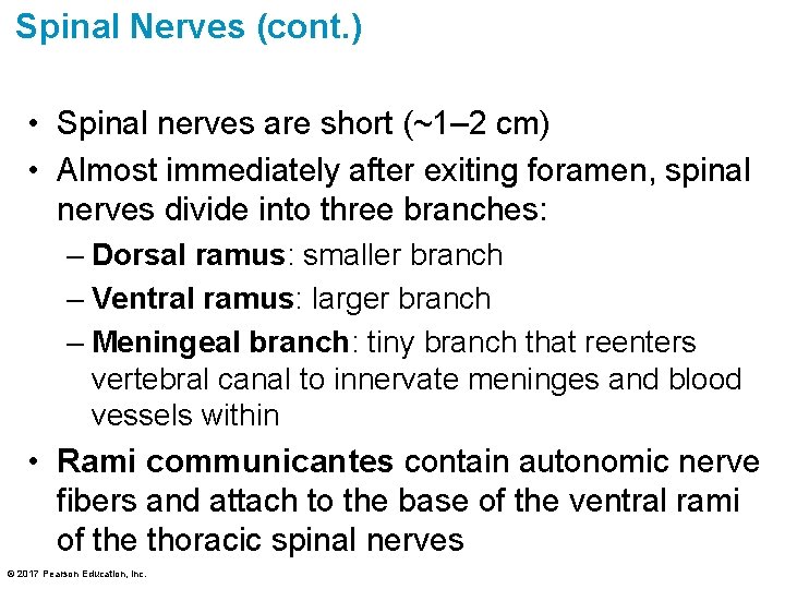 Spinal Nerves (cont. ) • Spinal nerves are short (~1– 2 cm) • Almost