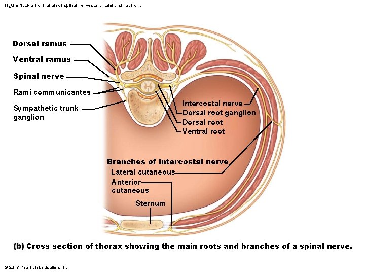 Figure 13. 34 b Formation of spinal nerves and rami distribution. Dorsal ramus Ventral