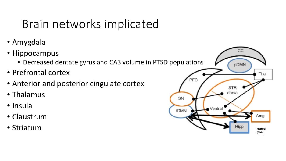 Brain networks implicated • Amygdala • Hippocampus • Decreased dentate gyrus and CA 3