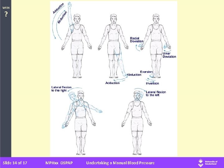 WEEK ? Slide 14 of 17 MPHxx OSPAP Undertaking a Manual Blood Pressure 