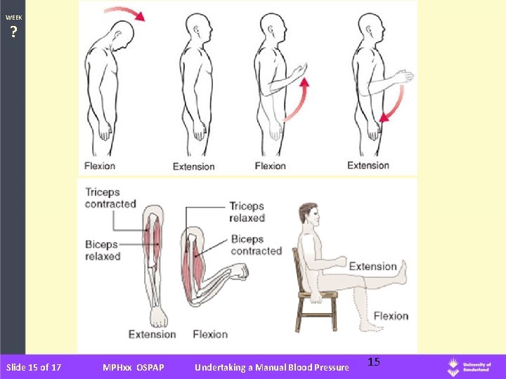 WEEK ? Slide 15 of 17 MPHxx OSPAP Undertaking a Manual Blood Pressure 15