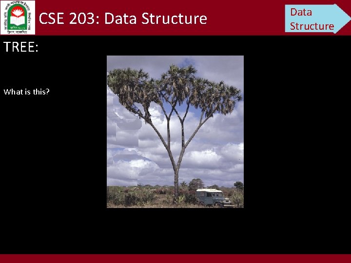 CSE 203: Data Structure TREE: What is this? Data Structure 