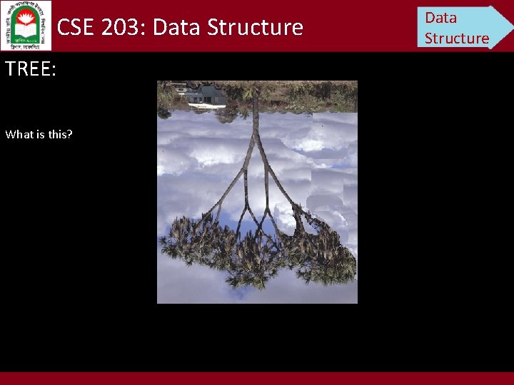 CSE 203: Data Structure TREE: What is this? Data Structure 