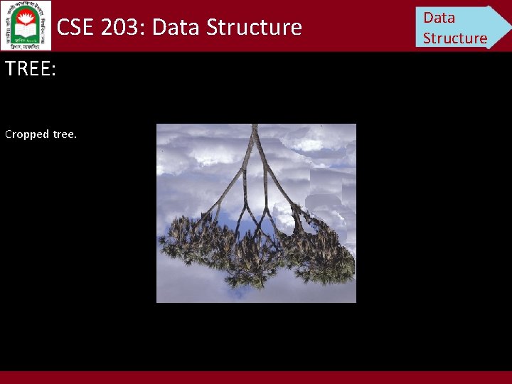 CSE 203: Data Structure TREE: Cropped tree. Data Structure 