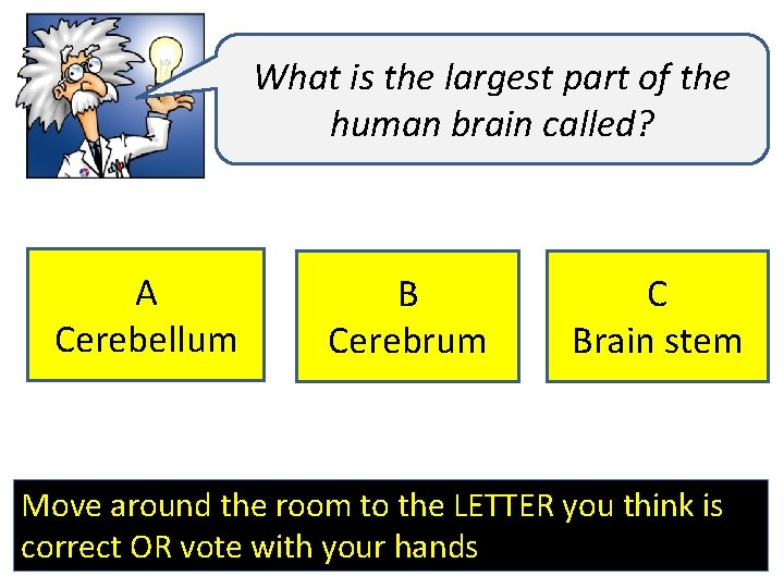 What is the largest part of the human brain called? A Cerebellum B Cerebrum
