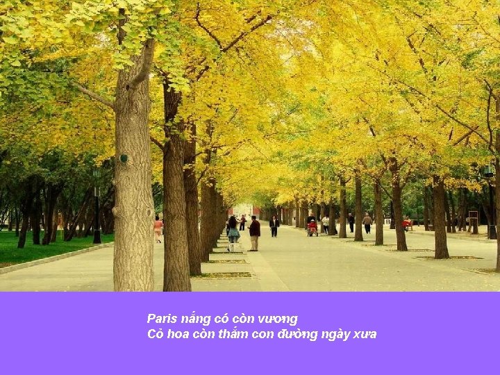 Paris nắng có còn vương Cỏ hoa còn thắm con đường ngày xưa 