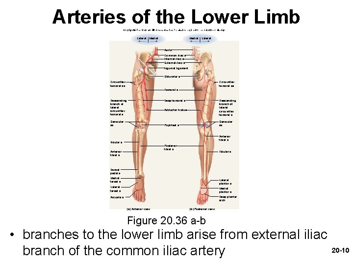 Arteries of the Lower Limb Copyright © The Mc. Graw-Hill Companies, Inc. Permission required