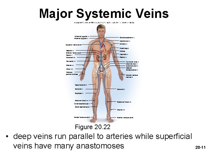 Major Systemic Veins Copyright © The Mc. Graw-Hill Companies, Inc. Permission required for reproduction