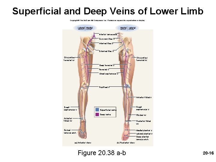 Superficial and Deep Veins of Lower Limb Copyright © The Mc. Graw-Hill Companies, Inc.