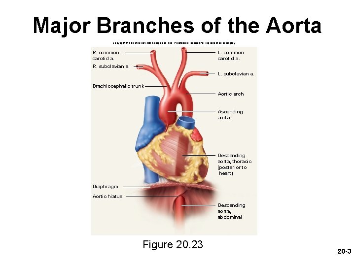 Major Branches of the Aorta Copyright © The Mc. Graw-Hill Companies, Inc. Permission required