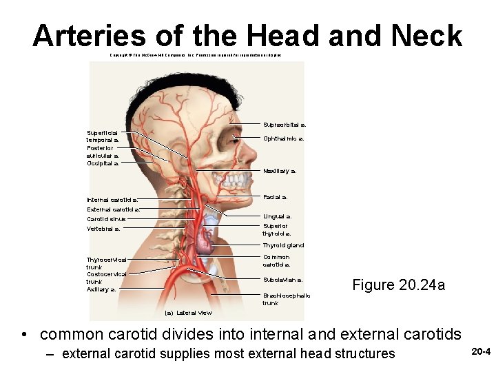 Arteries of the Head and Neck Copyright © The Mc. Graw-Hill Companies, Inc. Permission