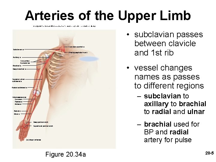 Arteries of the Upper Limb Copyright © The Mc. Graw-Hill Companies, Inc. Permission required