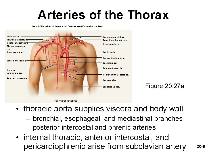 Arteries of the Thorax Copyright © The Mc. Graw-Hill Companies, Inc. Permission required for