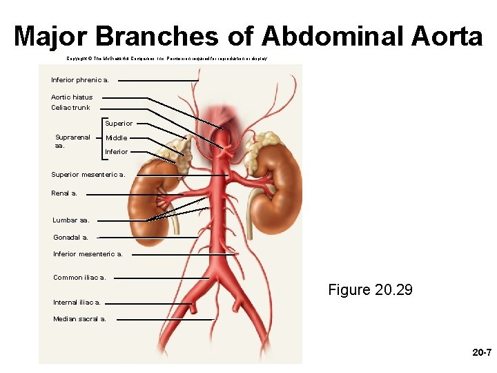 Major Branches of Abdominal Aorta Copyright © The Mc. Graw-Hill Companies, Inc. Permission required