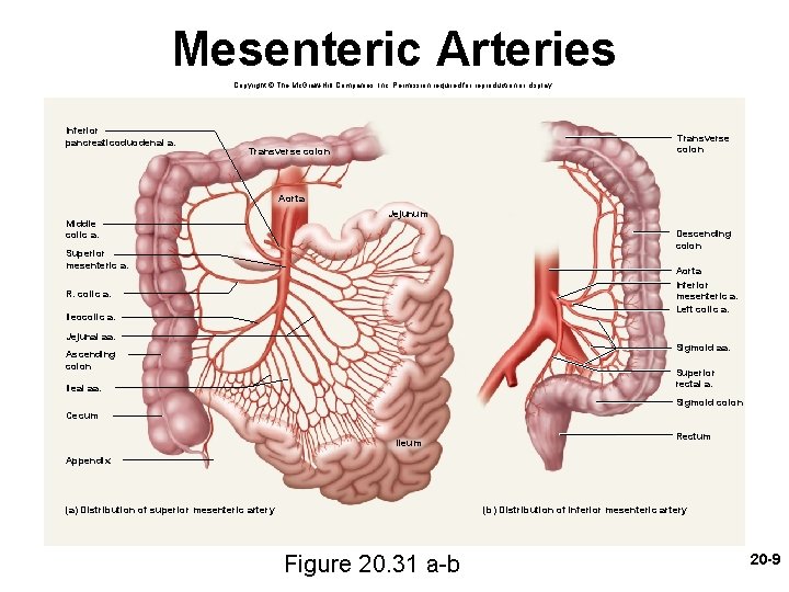 Mesenteric Arteries Copyright © The Mc. Graw-Hill Companies, Inc. Permission required for reproduction or