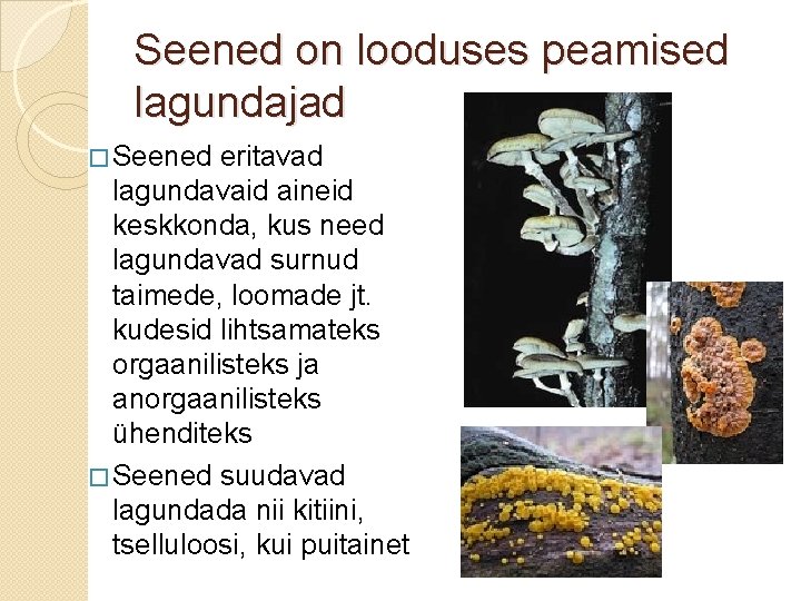 Seened on looduses peamised lagundajad � Seened eritavad lagundavaid aineid keskkonda, kus need lagundavad