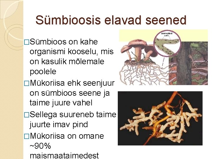 Sümbioosis elavad seened �Sümbioos on kahe organismi kooselu, mis on kasulik mõlemale poolele �Mükoriisa