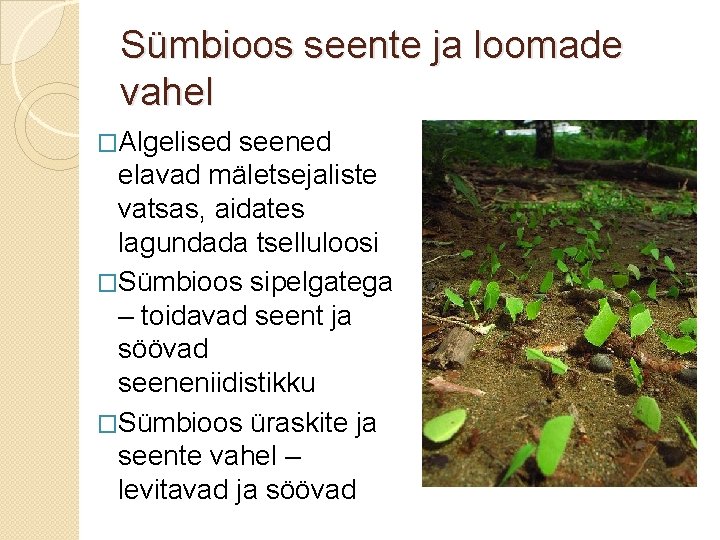 Sümbioos seente ja loomade vahel �Algelised seened elavad mäletsejaliste vatsas, aidates lagundada tselluloosi �Sümbioos