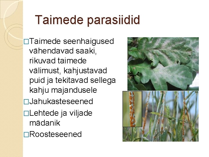 Taimede parasiidid �Taimede seenhaigused vähendavad saaki, rikuvad taimede välimust, kahjustavad puid ja tekitavad sellega