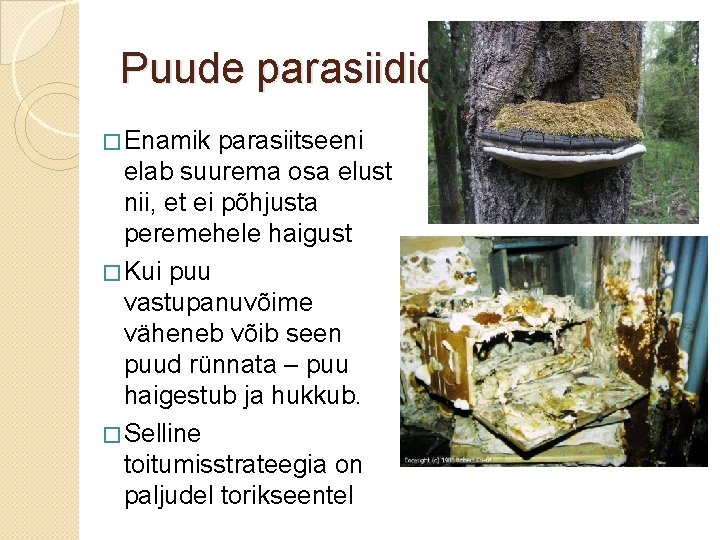 Puude parasiidid � Enamik parasiitseeni elab suurema osa elust nii, et ei põhjusta peremehele