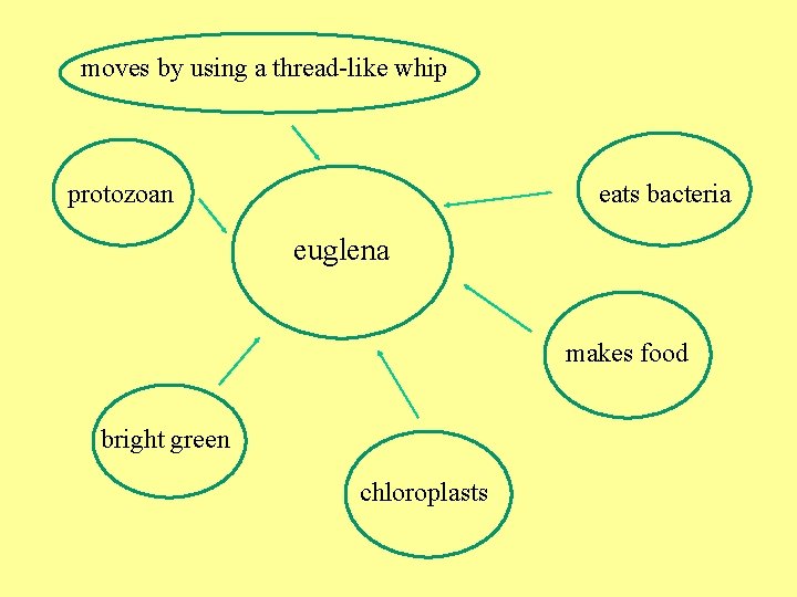 moves by using a thread-like whip protozoan eats bacteria euglena makes food bright green