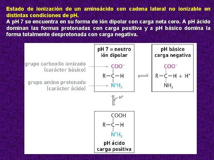 Estado de ionización de un aminoácido con cadena lateral no ionizable en distintas condiciones