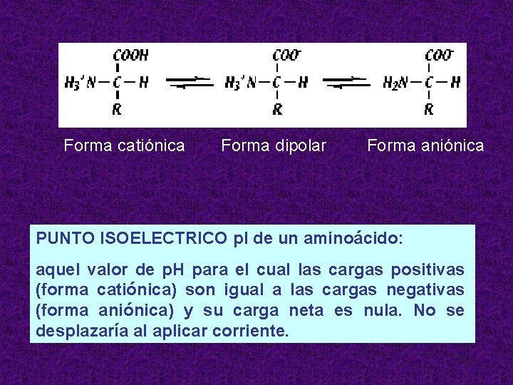 Forma catiónica Forma dipolar Forma aniónica PUNTO ISOELECTRICO p. I de un aminoácido: aquel