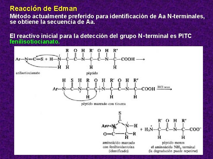 Reacción de Edman Método actualmente preferido para identificación de Aa N-terminales, se obtiene la