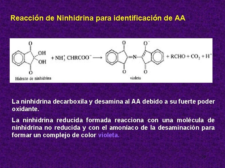 Reacción de Ninhidrina para identificación de AA La ninhidrina decarboxila y desamina al AA