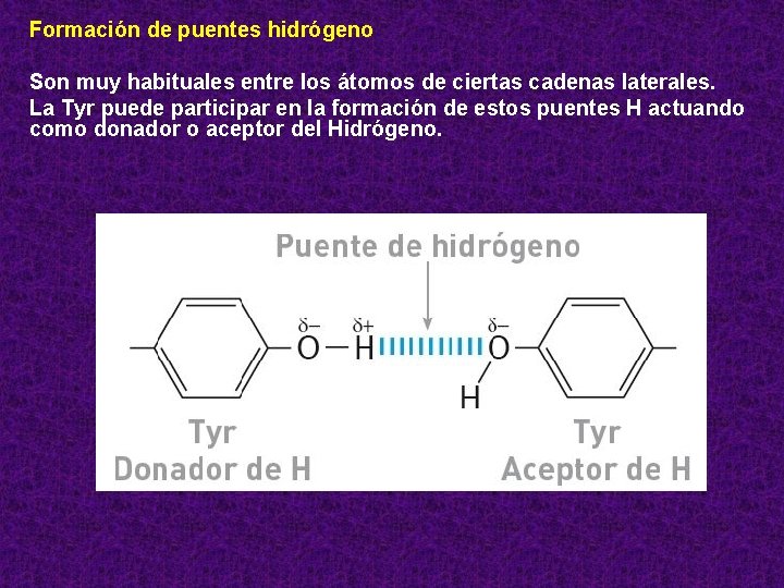 Formación de puentes hidrógeno Son muy habituales entre los átomos de ciertas cadenas laterales.