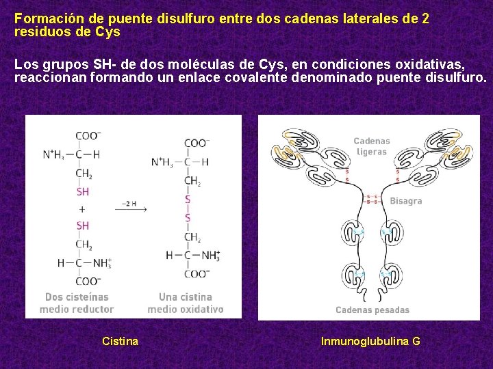 Formación de puente disulfuro entre dos cadenas laterales de 2 residuos de Cys Los