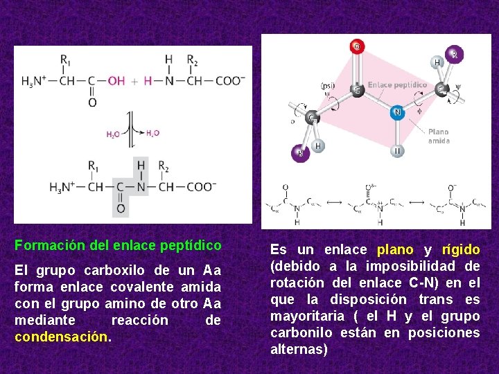 Formación del enlace peptídico El grupo carboxilo de un Aa forma enlace covalente amida