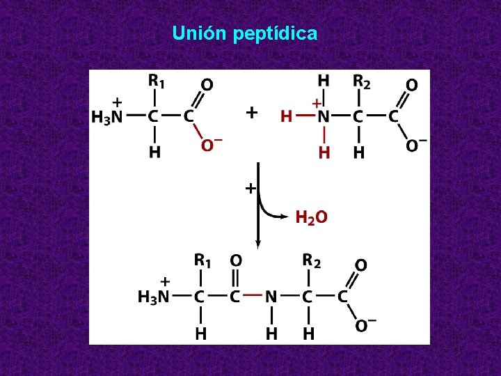 Unión peptídica + 5 