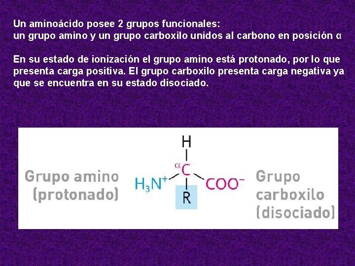 Un aminoácido posee 2 grupos funcionales: un grupo amino y un grupo carboxilo unidos