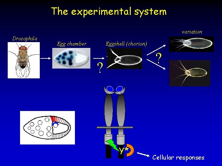 The experimental system variation Drosophila Egg chamber Eggshell (chorion) ? ? Y* Cellular responses