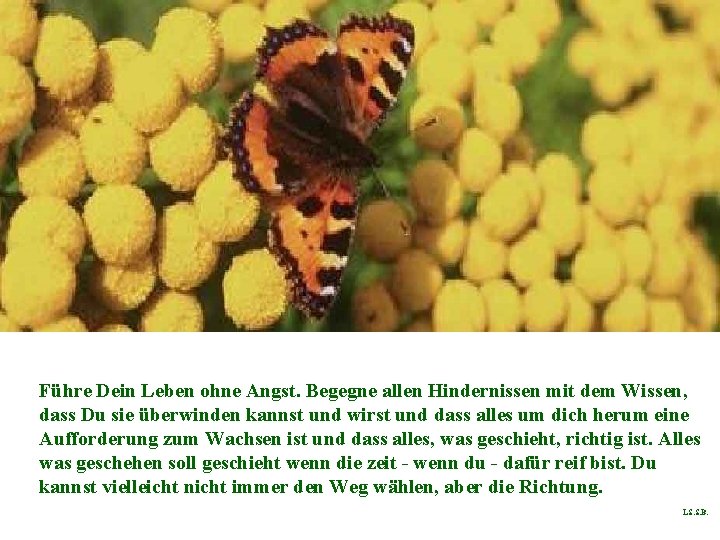 Führe Dein Leben ohne Angst. Begegne allen Hindernissen mit dem Wissen, dass Du sie