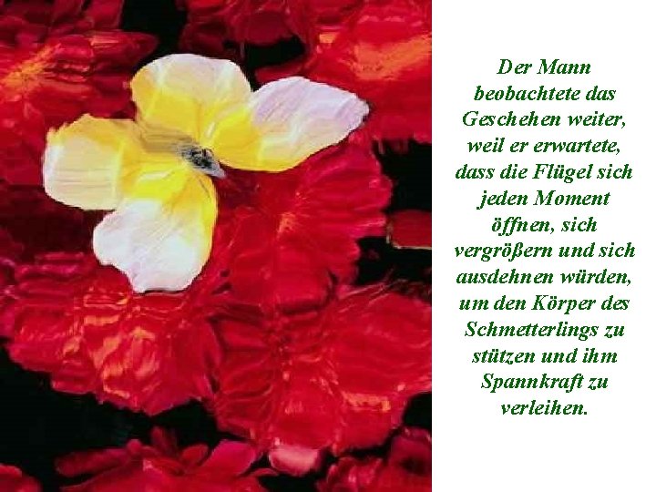 Der Mann beobachtete das Geschehen weiter, weil er erwartete, dass die Flügel sich jeden