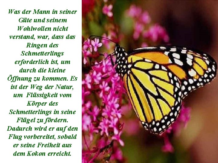 Was der Mann in seiner Güte und seinem Wohlwollen nicht verstand, war, dass das