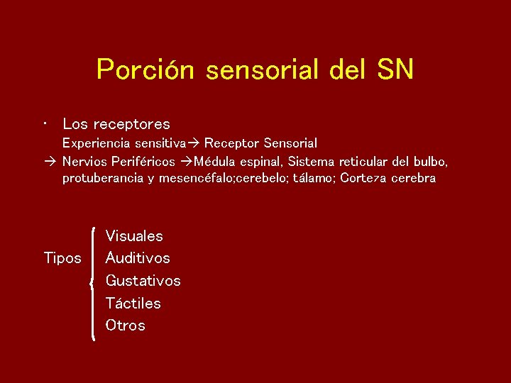 Porción sensorial del SN • Los receptores Experiencia sensitiva Receptor Sensorial Nervios Periféricos Médula