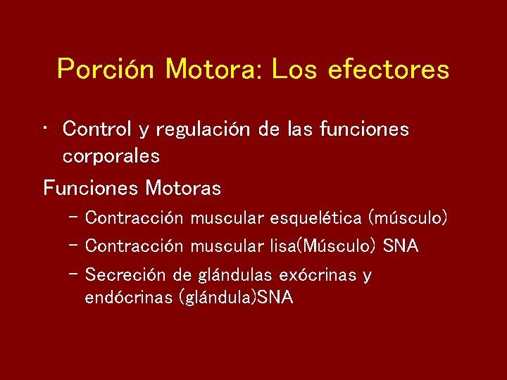 Porción Motora: Los efectores • Control y regulación de las funciones corporales Funciones Motoras